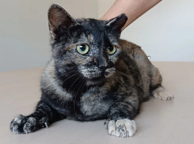 Lola - ruhiges Schildplattmädchen sucht DRINGEND Zuhause, EKH - Katze