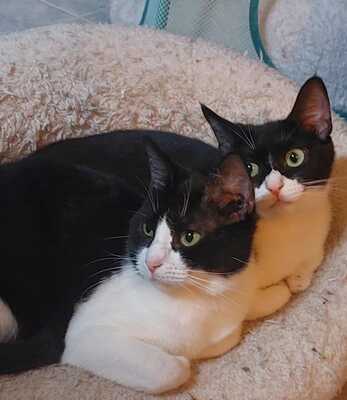 Lola und Coral, Hauskatzen - Kater