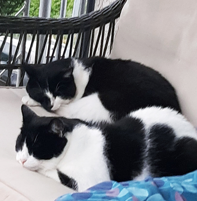Lola und Mimi, Europäische Katze - Katze