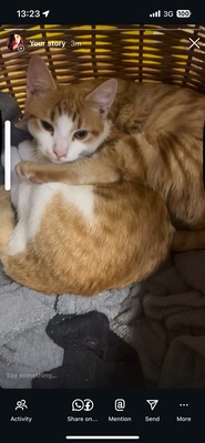 Lolec und Bolec, Europakurzhaar Katze Jungtier - Kater