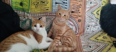 Lolec und Bolec, Europakurzhaar Katze Jungtier - Kater