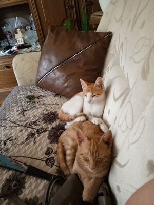 Lolec und Bolec, Europakurzhaar Katze Jungtier - Kater