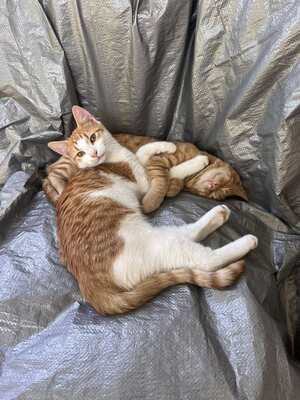 Lolec und Bolec, Europakurzhaar Katze Jungtier - Kater