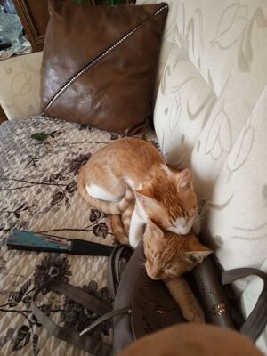 Lolec und Bolec, Europakurzhaar Katze Jungtier - Kater