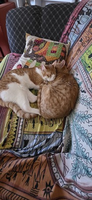 Lolec und Bolec, Europakurzhaar Katze Jungtier - Kater