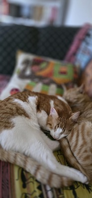 Lolec und Bolec, Europakurzhaar Katze Jungtier - Kater