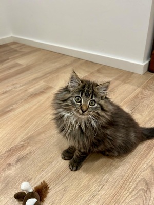 Lolik, Wildkatze Mischling vom Bauernhof Jungtier - Kater