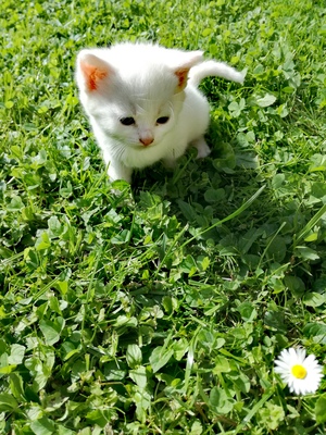 Lolli, Falbkatze Jungtier - Katze