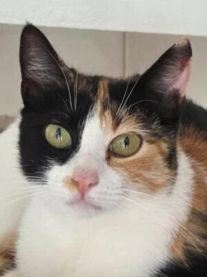 Lorena (geb. Mai 2025) - EKH-Katze, EKH - Katze