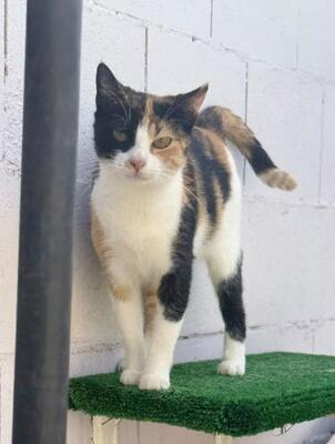 Lorena (geb. Mai 2025) - EKH-Katze, EKH - Katze