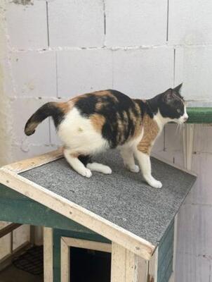 Lorena (geb. Mai 2025) - EKH-Katze, EKH - Katze