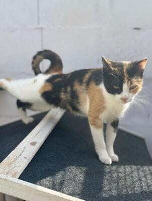 Lorena (geb. Mai 2025) - EKH-Katze, EKH - Katze