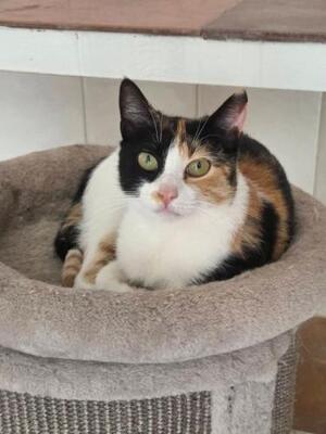 Lorena (geb. Mai 2025) - EKH-Katze, EKH - Katze