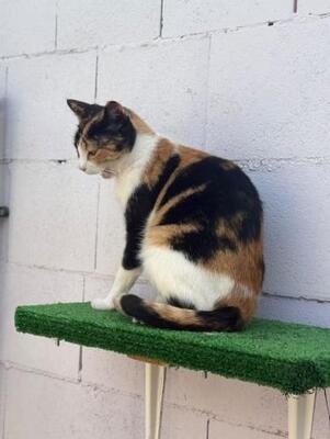 Lorena (geb. Mai 2025) - EKH-Katze, EKH - Katze