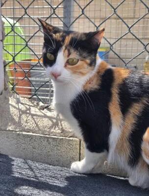 Lorena (geb. Mai 2025) - EKH-Katze, EKH - Katze