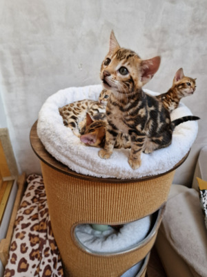 Lotte und Leo, Bengal Jungtier - Katze