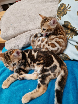 Lotte und Leo, Bengal Jungtier - Katze