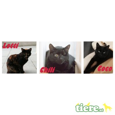 Lotti, Coco und Chili, TSV SOS Katze - Katze