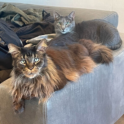 Loui und Groot, maine coon - Kater 1