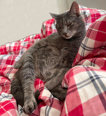 Loui und Groot, maine coon - Kater