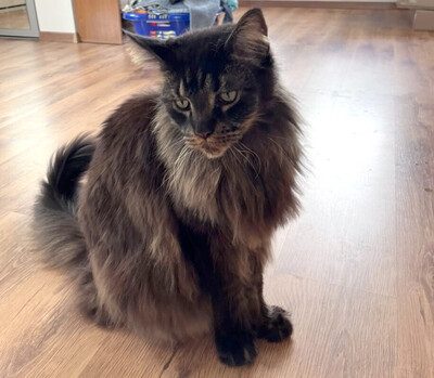 Loui und Groot, maine coon - Kater