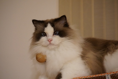 Louie, RAGDOLL Jungtier - Kater