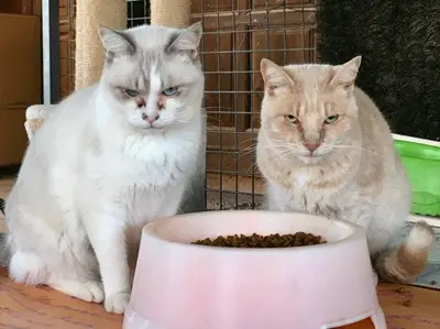Louis & Liam, Europäisch Kurzhaar - Kater