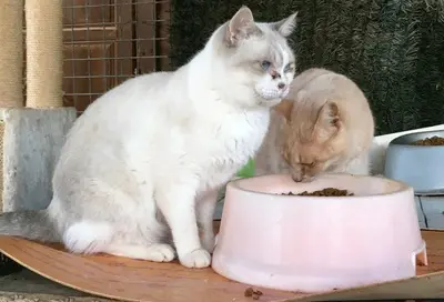 Louis & Liam, Europäisch Kurzhaar - Kater