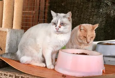 Louis & Liam, Europäisch Kurzhaar - Kater