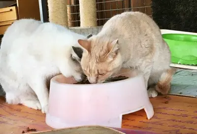 Louis & Liam, Europäisch Kurzhaar - Kater