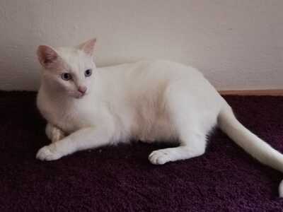 Louis, wunderschöner weißer & blauäugiger - Kater