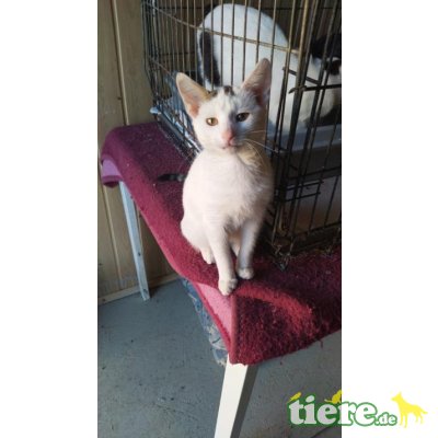 Lovely, wunderschönes Katzemädchen sucht ein Zuhause - Katze