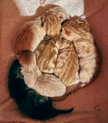 Lu und Blitzie, Hauskatze - Katze