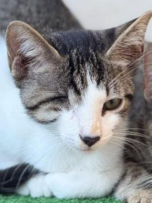 Lucas (geb. Mai 2026) - einäugig - EKH-Kater
