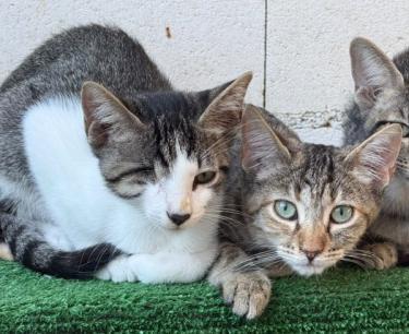Lucas (geb. Mai 2026) - einäugig - EKH-Kater, EKH - Kater