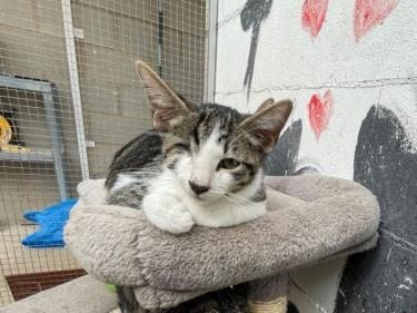 Lucas (geb. Mai 2026) - einäugig - EKH-Kater, EKH - Kater