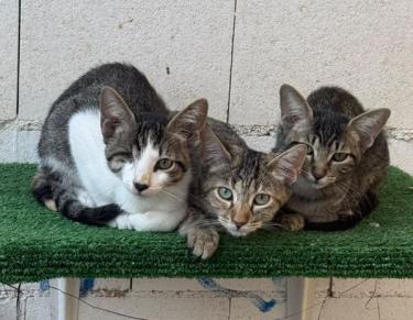 Lucas (geb. Mai 2026) - einäugig - EKH-Kater, EKH - Kater