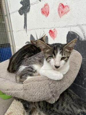 Lucas (geb. Mai 2026) - einäugig - EKH-Kater, EKH - Kater