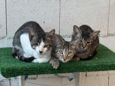 Lucas (geb. Mai 2026) - einäugig - EKH-Kater, EKH - Kater