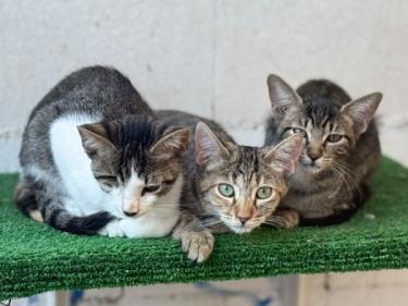 Lucas (geb. Mai 2026) - einäugig - EKH-Kater, EKH - Kater