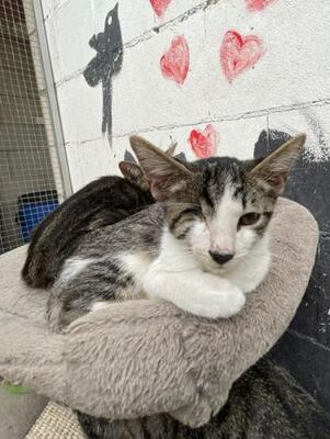 Lucas (geb. Mai 2026) - einäugig - EKH-Kater, EKH - Kater
