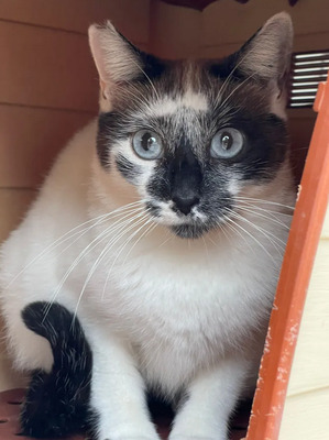 Lucera, Thai-Siam-Mix - Katze