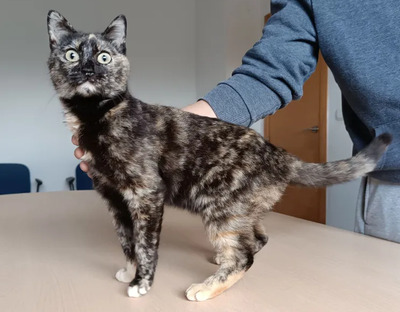Lucia - clevere, liebe Kuschelmaus, EKH - Katze