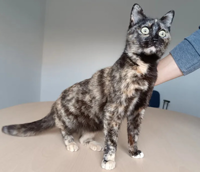 Lucia - clevere, liebe Kuschelmaus, EKH - Katze