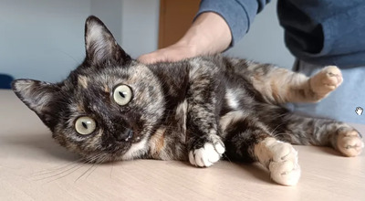 Lucia - clevere, liebe Kuschelmaus, EKH - Katze