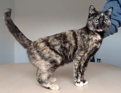 Lucia - clevere, liebe Kuschelmaus, EKH - Katze