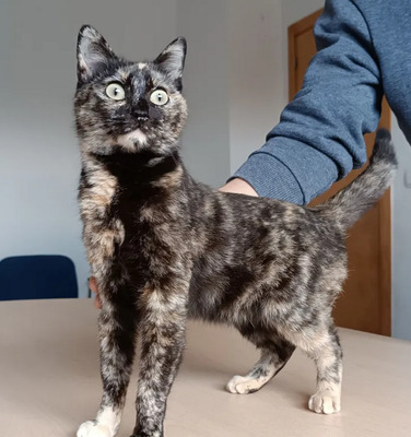 Lucia - clevere, liebe Kuschelmaus, EKH - Katze