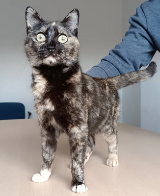 Lucia - clevere, liebe Kuschelmaus, EKH - Katze