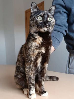 Lucia - clevere, liebe Kuschelmaus, EKH - Katze