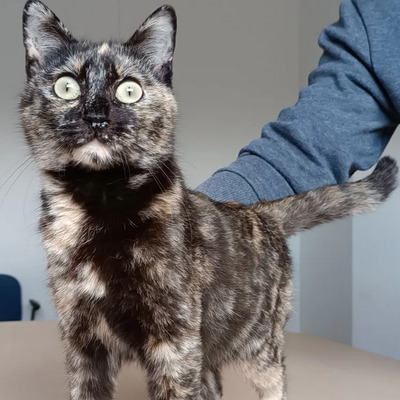 Lucia - clevere, liebe Kuschelmaus, EKH - Katze